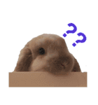 我が家のうさぎ「まぁ坊」と「ココちゃん」（個別スタンプ：10）