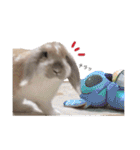 我が家のうさぎ「まぁ坊」と「ココちゃん」（個別スタンプ：14）