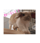 我が家のうさぎ「まぁ坊」と「ココちゃん」（個別スタンプ：16）