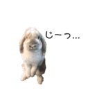 我が家のうさぎ「まぁ坊」と「ココちゃん」（個別スタンプ：17）