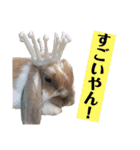我が家のうさぎ「まぁ坊」と「ココちゃん」（個別スタンプ：22）