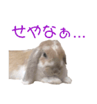 我が家のうさぎ「まぁ坊」と「ココちゃん」（個別スタンプ：24）