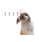 我が家のうさぎ「まぁ坊」と「ココちゃん」（個別スタンプ：26）