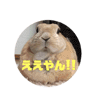 我が家のうさぎ「まぁ坊」と「ココちゃん」（個別スタンプ：27）