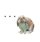 我が家のうさぎ「まぁ坊」と「ココちゃん」（個別スタンプ：31）
