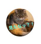 あごながコメー隊（個別スタンプ：8）