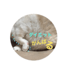 リーフの日常会話♡（個別スタンプ：37）