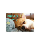 チワワ☆スタンプ(リンとラン)（個別スタンプ：2）