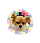 チワワ☆スタンプ(リンとラン)（個別スタンプ：6）