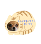 チワワ☆スタンプ(リンとラン)（個別スタンプ：11）
