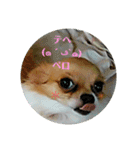 チワワ☆スタンプ(リンとラン)（個別スタンプ：16）