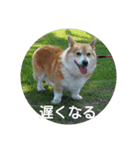 コーギーさんの連絡用スタンプ（個別スタンプ：1）