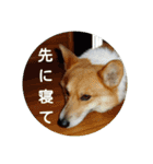 コーギーさんの連絡用スタンプ（個別スタンプ：2）