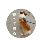 コーギーさんの連絡用スタンプ（個別スタンプ：3）