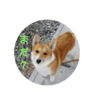 コーギーさんの連絡用スタンプ（個別スタンプ：7）