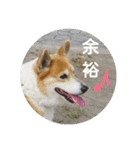 コーギーさんの連絡用スタンプ（個別スタンプ：8）
