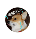 コーギーさんの連絡用スタンプ（個別スタンプ：11）