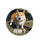 コーギーさんの連絡用スタンプ（個別スタンプ：12）
