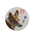 コーギーさんの連絡用スタンプ（個別スタンプ：15）