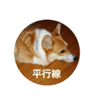 コーギーさんの連絡用スタンプ（個別スタンプ：17）