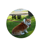 コーギーさんの連絡用スタンプ（個別スタンプ：21）