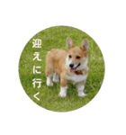 コーギーさんの連絡用スタンプ（個別スタンプ：24）