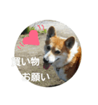 コーギーさんの連絡用スタンプ（個別スタンプ：25）
