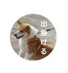 コーギーさんの連絡用スタンプ（個別スタンプ：26）