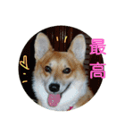 コーギーさんの連絡用スタンプ（個別スタンプ：29）