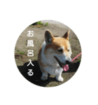 コーギーさんの連絡用スタンプ（個別スタンプ：30）