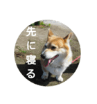 コーギーさんの連絡用スタンプ（個別スタンプ：33）