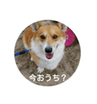 コーギーさんの連絡用スタンプ（個別スタンプ：35）
