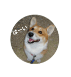 コーギーさんの連絡用スタンプ（個別スタンプ：38）