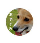 コーギーさんの連絡用スタンプ（個別スタンプ：40）