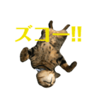 トラ柄3兄弟 ライチ・スダチ・ウルチ（個別スタンプ：1）