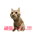 トラ柄3兄弟 ライチ・スダチ・ウルチ（個別スタンプ：2）