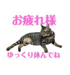 トラ柄3兄弟 ライチ・スダチ・ウルチ（個別スタンプ：5）