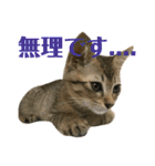 トラ柄3兄弟 ライチ・スダチ・ウルチ（個別スタンプ：8）
