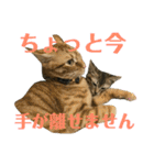 トラ柄3兄弟 ライチ・スダチ・ウルチ（個別スタンプ：9）
