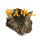 トラ柄3兄弟 ライチ・スダチ・ウルチ（個別スタンプ：12）