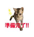 トラ柄3兄弟 ライチ・スダチ・ウルチ（個別スタンプ：15）