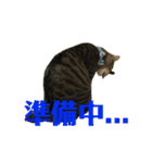 トラ柄3兄弟 ライチ・スダチ・ウルチ（個別スタンプ：16）
