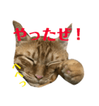 トラ柄3兄弟 ライチ・スダチ・ウルチ（個別スタンプ：18）