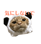 トラ柄3兄弟 ライチ・スダチ・ウルチ（個別スタンプ：24）