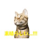 トラ柄3兄弟 ライチ・スダチ・ウルチ（個別スタンプ：27）