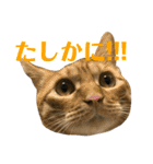 トラ柄3兄弟 ライチ・スダチ・ウルチ（個別スタンプ：34）