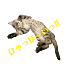 トラ柄3兄弟 ライチ・スダチ・ウルチ（個別スタンプ：35）