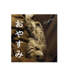 政宗と猫たち に（個別スタンプ：1）