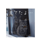 政宗と猫たち に（個別スタンプ：4）