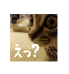 政宗と猫たち に（個別スタンプ：7）